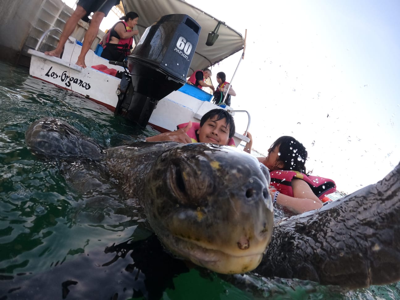 Tortuga marina en M&aacute;ncora